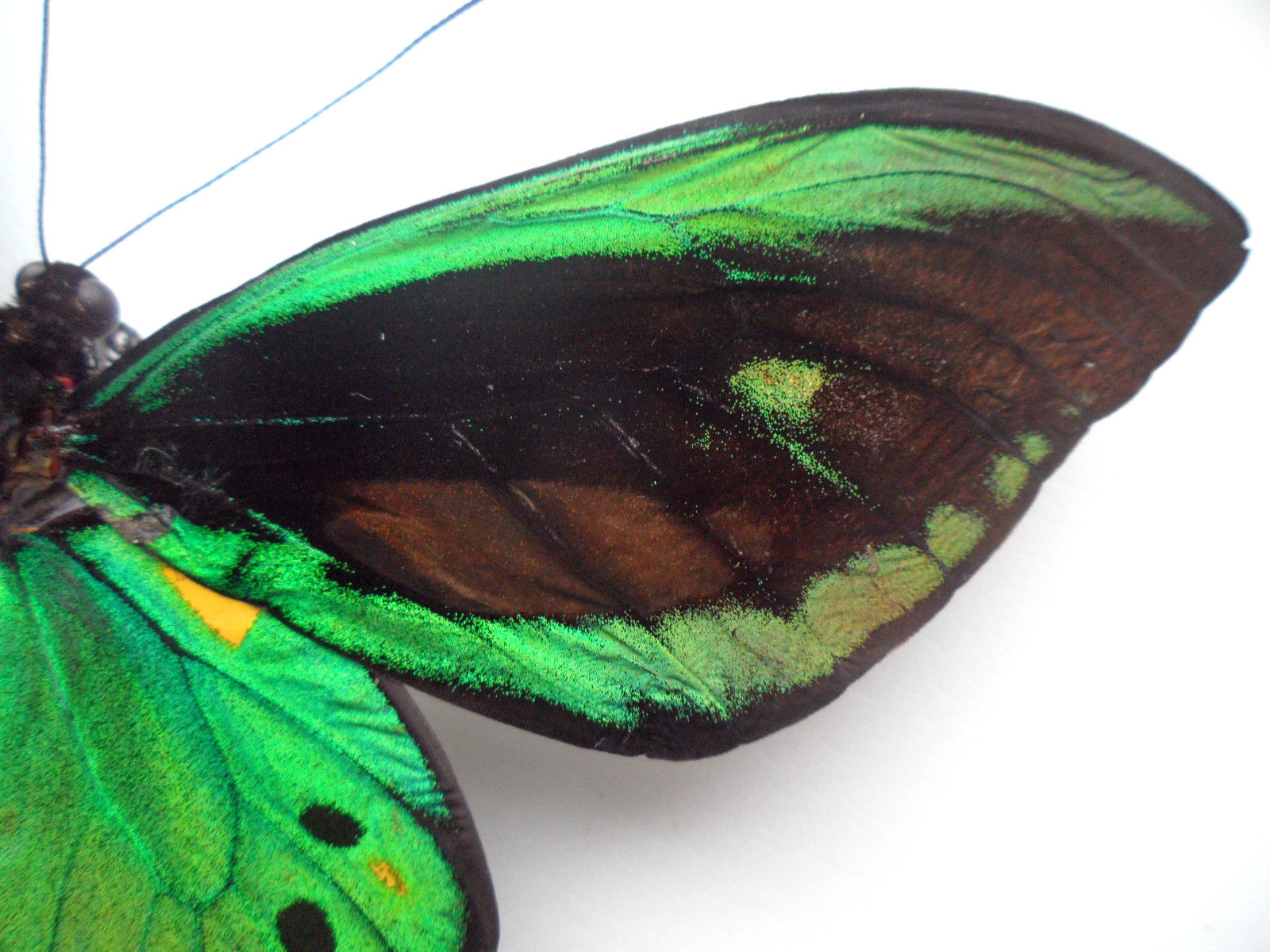 ORNITHOPTERA PRIAMUS PRIAMUS MALE ABERRATION CERAM INDONESIA3 (Internet Image property of respective owner, non-commercial use only)